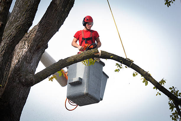 Best Tree Risk Assessment  in Burtonsville, MD