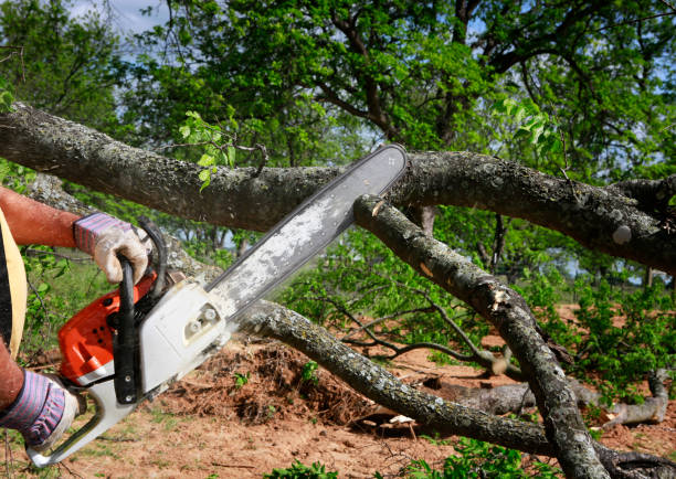 Professional Tree Services in Burtonsville, MD